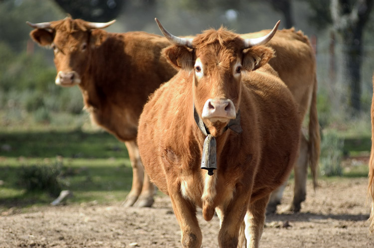 El modelo de negocio de Abrasador se basa en la carne de calidad de la ganadería propia de la familia.
